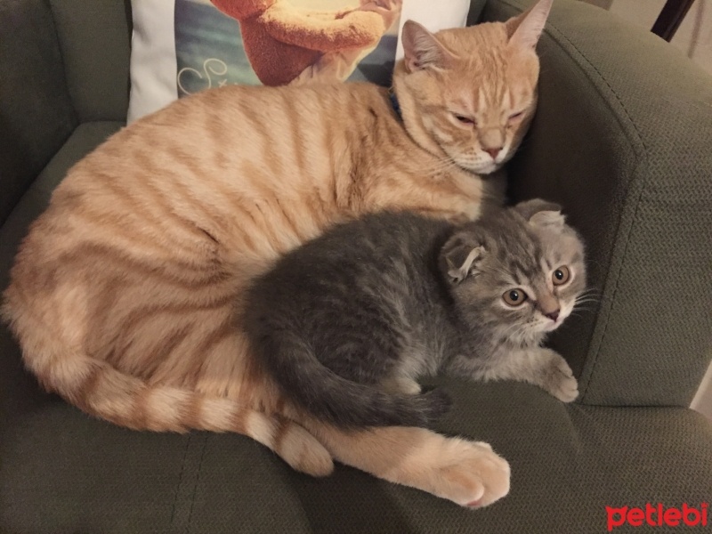 British Shorthair, Kedi  Şans fotoğrafı