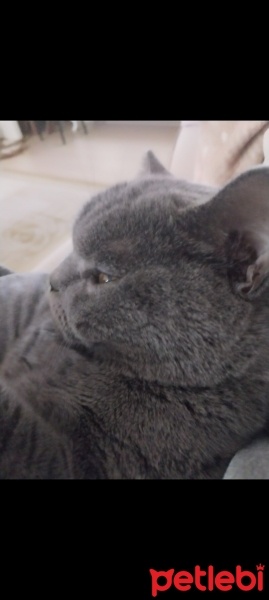 British Shorthair, Kedi  Duman fotoğrafı