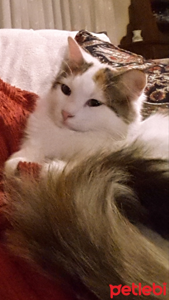 Ankara Kedisi, Kedi  Leyla fotoğrafı