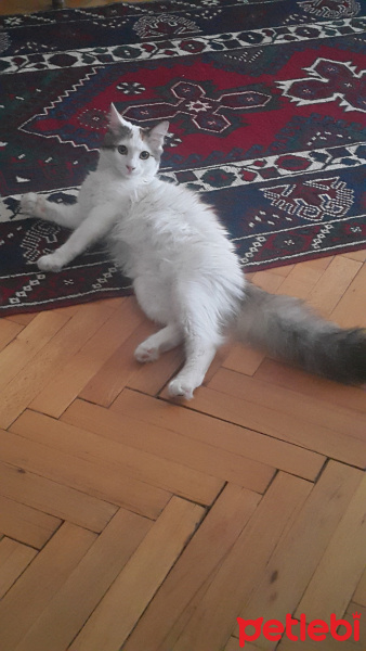 Ankara Kedisi, Kedi  Leyla fotoğrafı