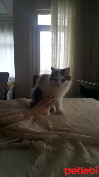 Ankara Kedisi, Kedi  Leyla fotoğrafı