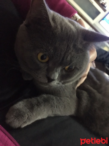 British Shorthair, Kedi  British fotoğrafı