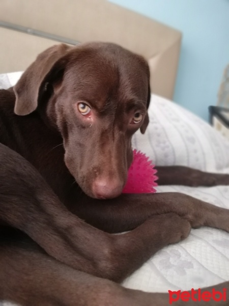 Labrador Retriever, Köpek  Mayıs fotoğrafı