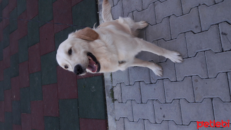 Golden Retriever, Köpek  Budyy fotoğrafı