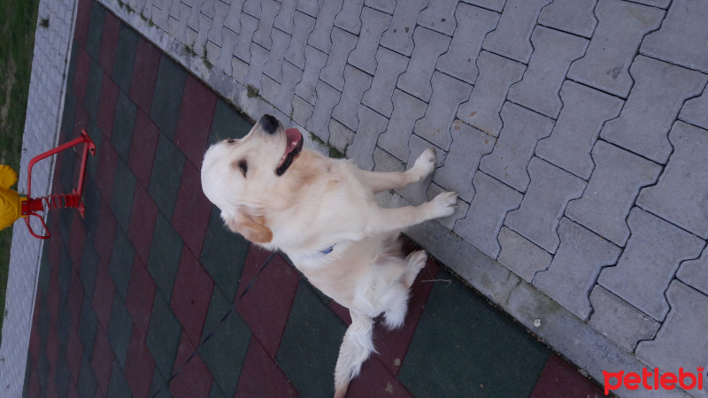 Golden Retriever, Köpek  Budyy fotoğrafı