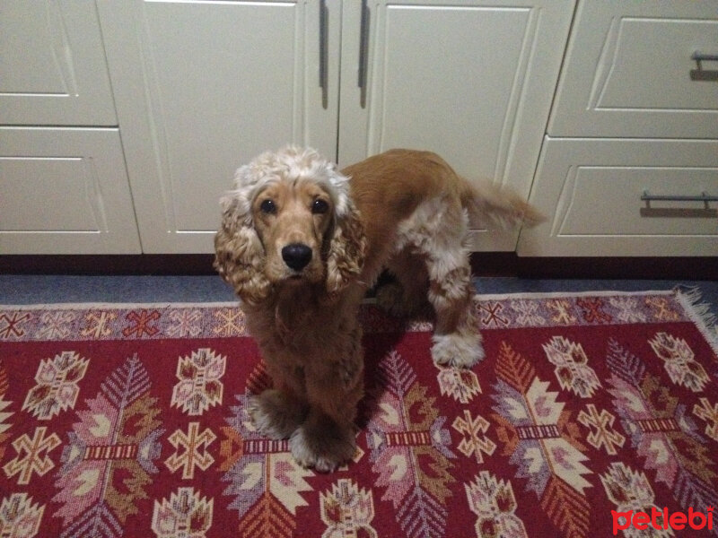 Amerikan Cocker Spaniel, Köpek  Cessy fotoğrafı