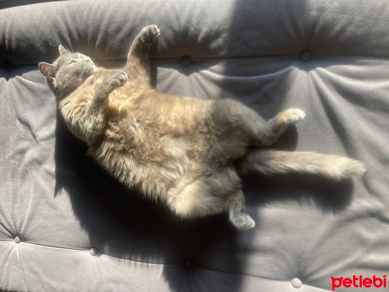 British Longhair, Kedi  Rüzgar fotoğrafı