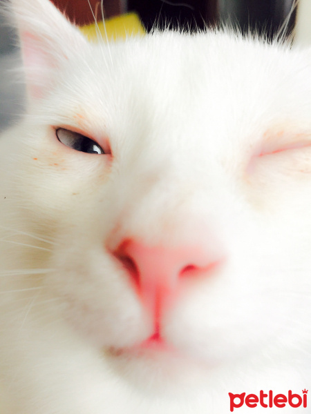 Van Kedisi, Kedi  Pişi fotoğrafı