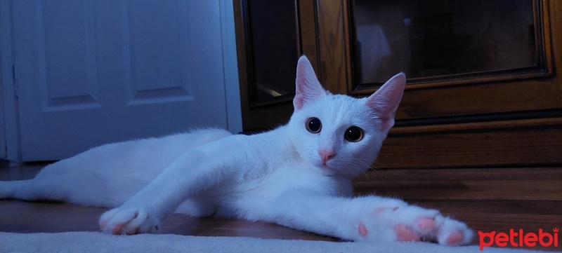 Van Kedisi, Kedi  Mia fotoğrafı