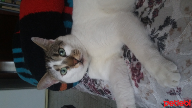 Tekir Kedi, Kedi  Messi fotoğrafı