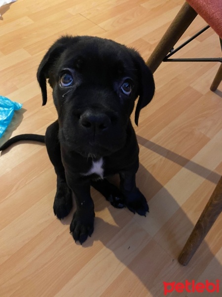 Cane Corso Italiano, Köpek  jo fotoğrafı