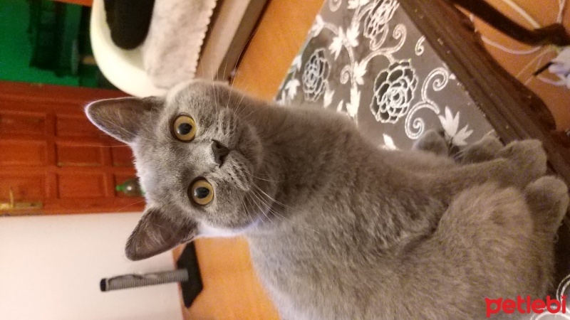 British Shorthair, Kedi  Duman fotoğrafı