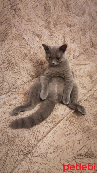 British Shorthair, Kedi  Duman fotoğrafı