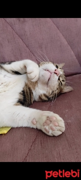 Tekir Kedi, Kedi  Ceku fotoğrafı