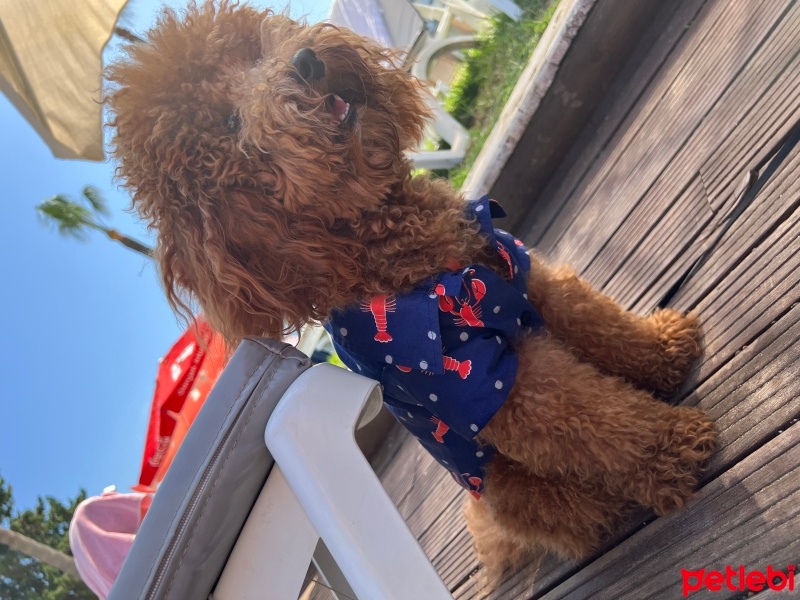Poodle(Standart Kaniş), Köpek  Joy fotoğrafı