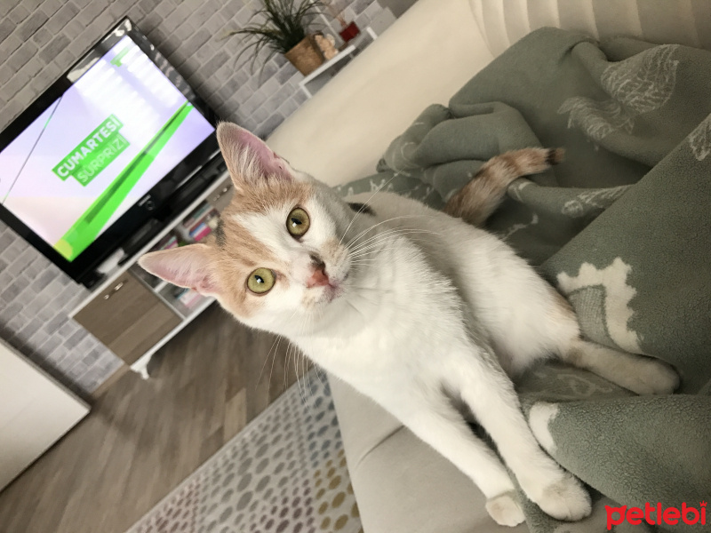 Tekir Kedi, Kedi  Pamuk fotoğrafı