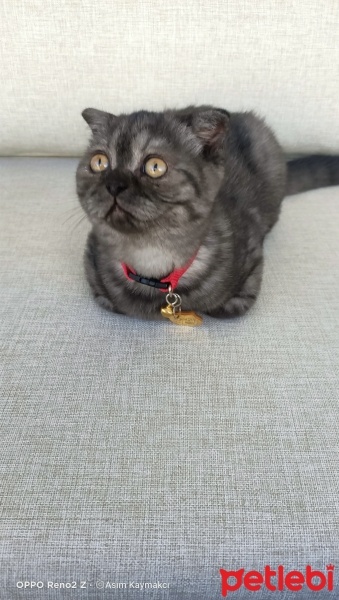 Scottish Fold, Kedi  Ponçik fotoğrafı