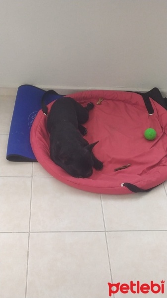 Fransız Bulldog, Köpek  Cuni fotoğrafı