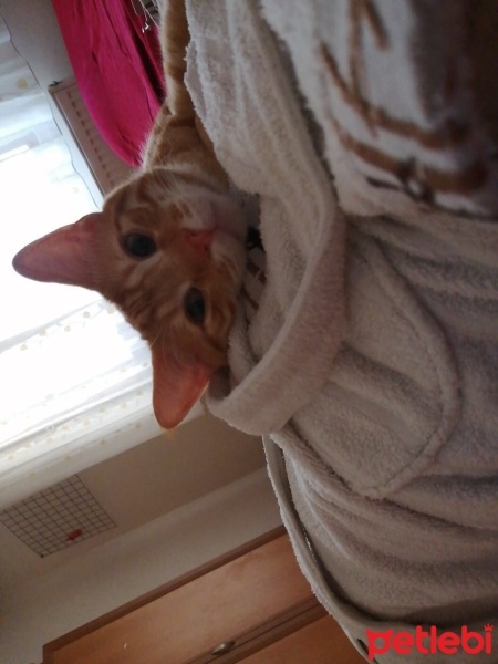 Sarman, Kedi  portakal fotoğrafı