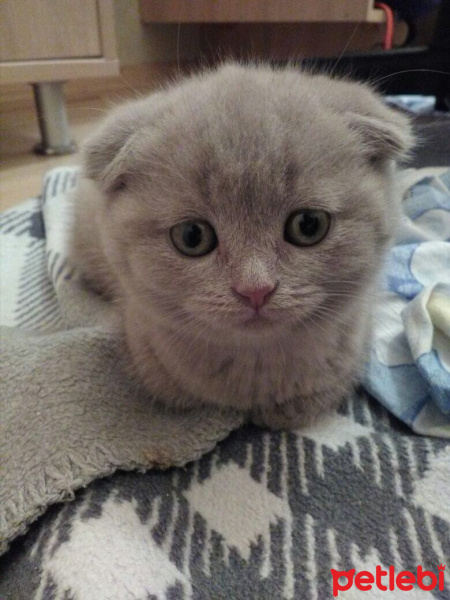 Scottish Fold, Kedi  Patates fotoğrafı