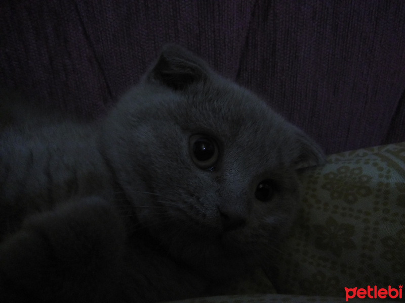 Scottish Fold, Kedi  Patates fotoğrafı
