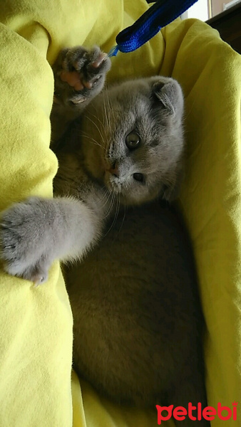 Scottish Fold, Kedi  Patates fotoğrafı