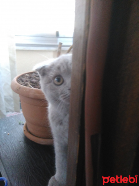 Scottish Fold, Kedi  Patates fotoğrafı