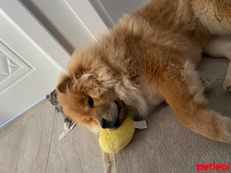 Chow Chow (çin Aslanı), Köpek  Odie fotoğrafı