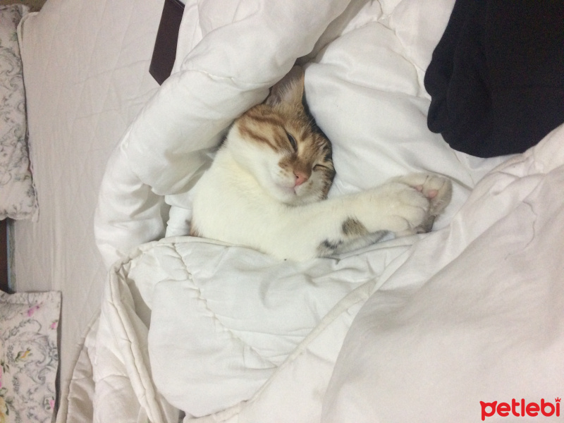 Tekir Kedi, Kedi  Küçük Aslan fotoğrafı