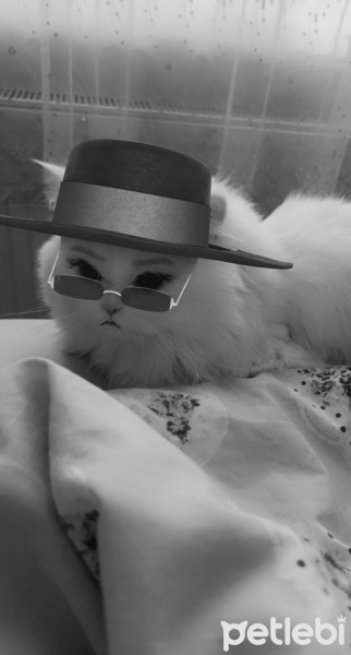 İran Kedisi (Persian), Kedi  Pamuk fotoğrafı