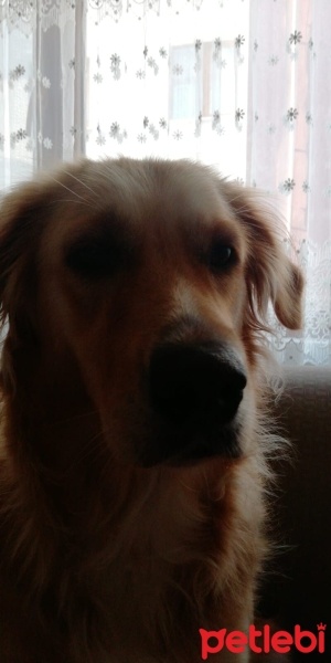 Golden Retriever, Köpek  Maya fotoğrafı