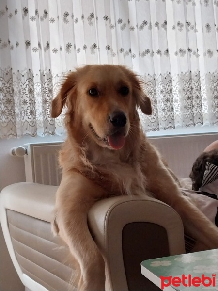 Golden Retriever, Köpek  Maya fotoğrafı
