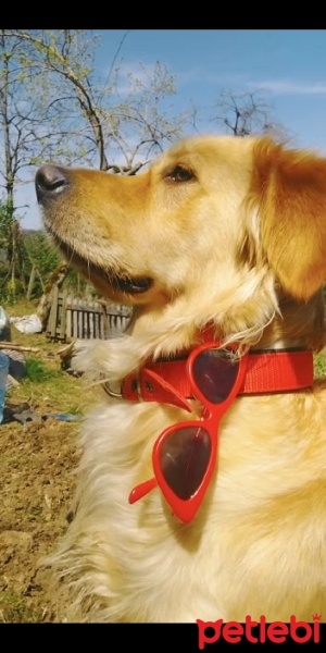 Golden Retriever, Köpek  Maya fotoğrafı