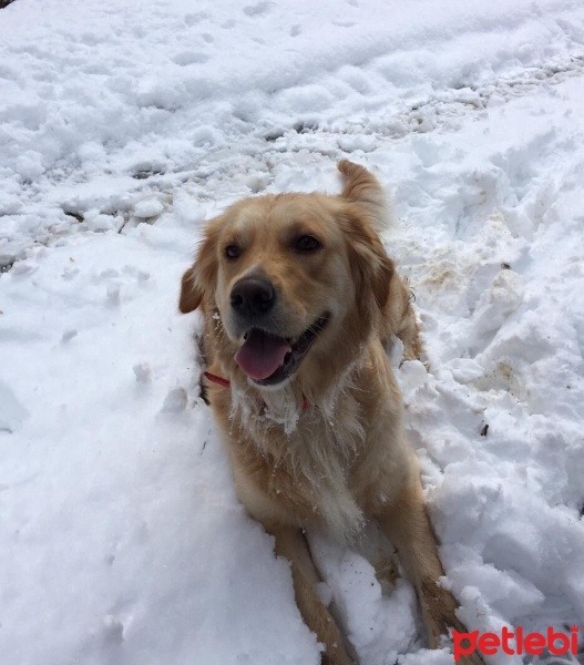 Golden Retriever, Köpek  Maya fotoğrafı