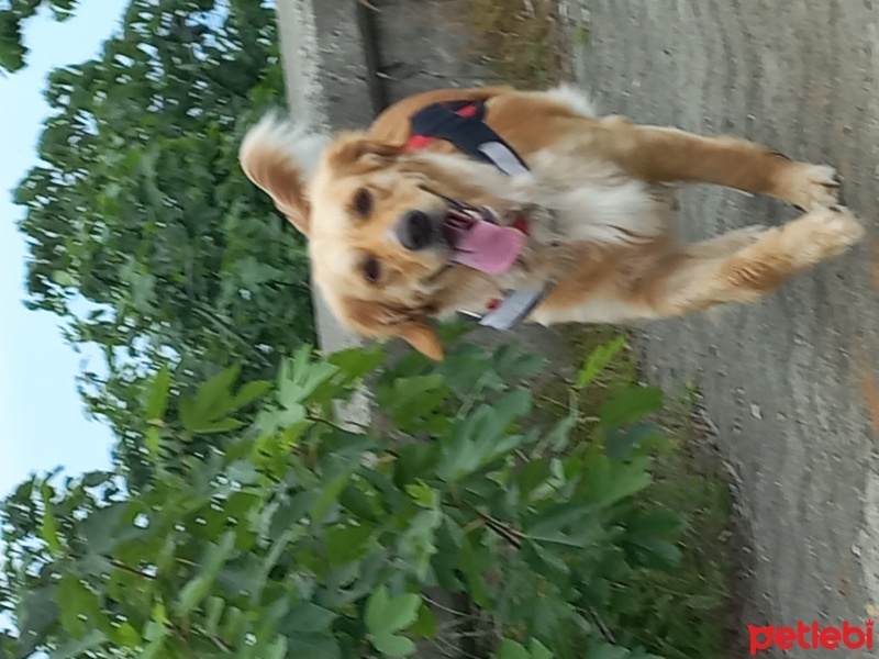 Golden Retriever, Köpek  Maya fotoğrafı