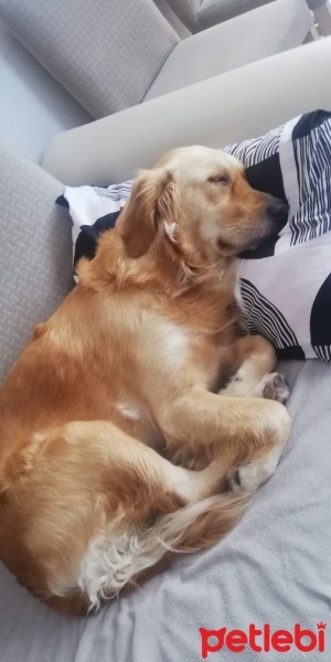 Golden Retriever, Köpek  Maya fotoğrafı