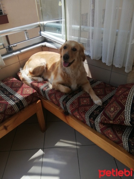 Golden Retriever, Köpek  Maya fotoğrafı