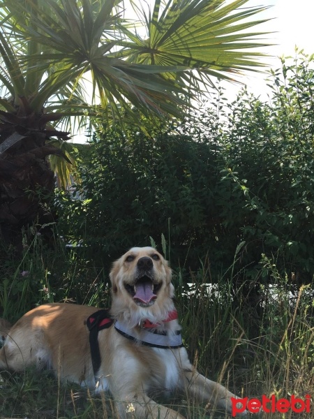 Golden Retriever, Köpek  Maya fotoğrafı