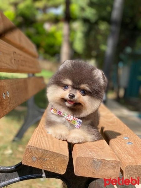 Pomeranyalı, Köpek  Visky fotoğrafı
