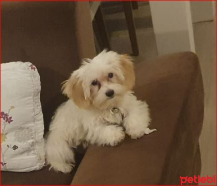 Maltese, Köpek  Pufi fotoğrafı