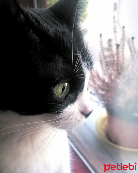 Tuxedo (Smokin) Kedi, Kedi  Türkan fotoğrafı