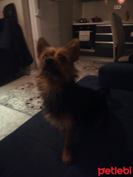 Yorkshire Terrier, Köpek  Mars fotoğrafı