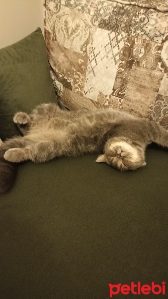 Exotic Shorthair, Kedi  Mia fotoğrafı