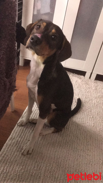 Beagle, Köpek  TOSUN fotoğrafı