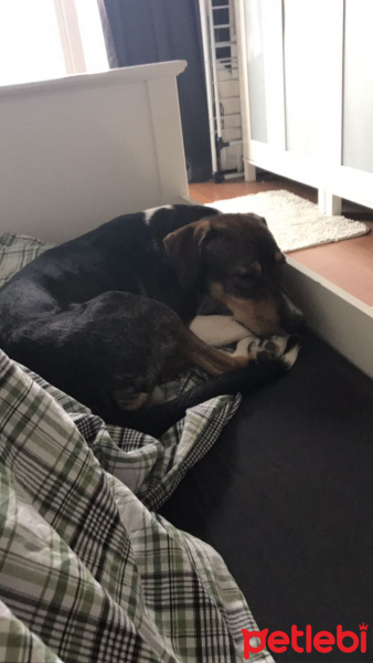 Beagle, Köpek  TOSUN fotoğrafı