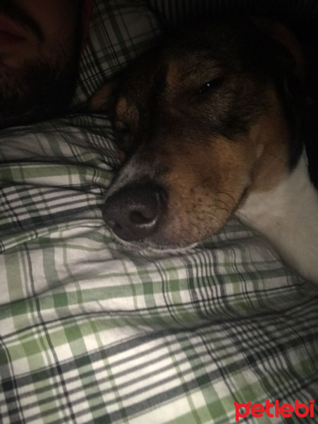 Beagle, Köpek  TOSUN fotoğrafı