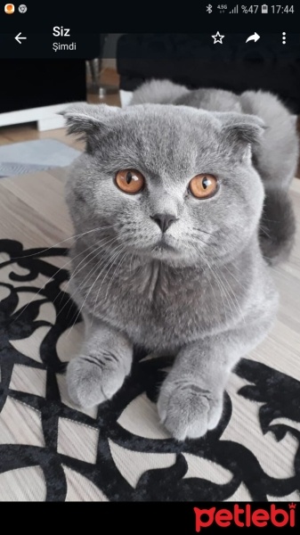 Scottish Fold, Kedi  Duman fotoğrafı