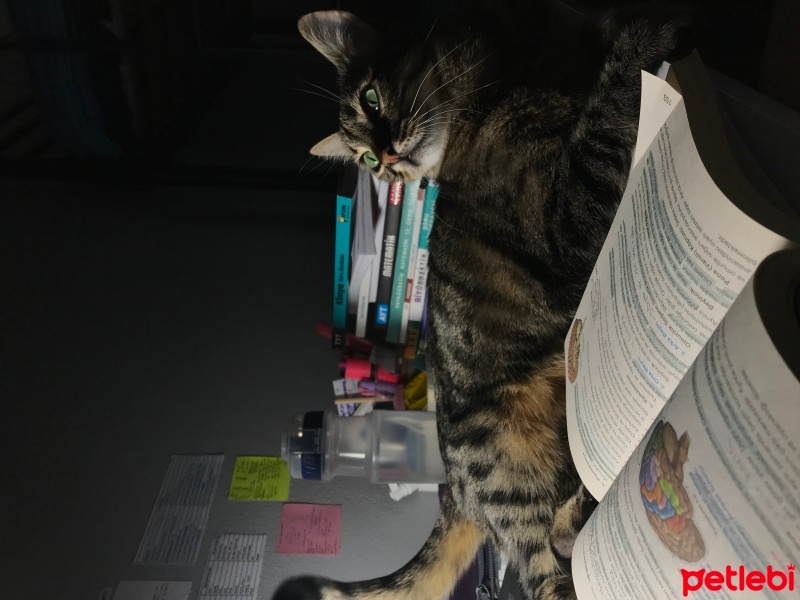 Tekir Kedi, Kedi  Mia fotoğrafı