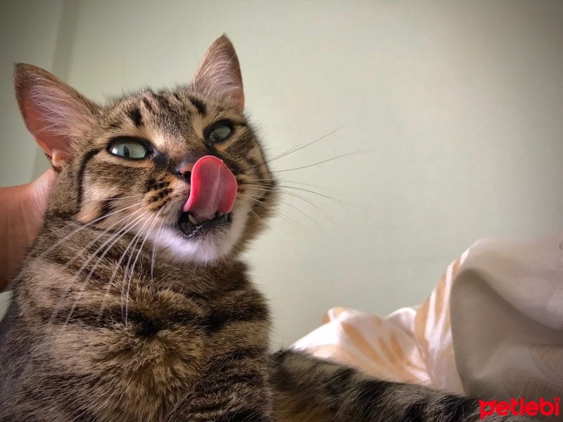 Tekir Kedi, Kedi  Mia fotoğrafı
