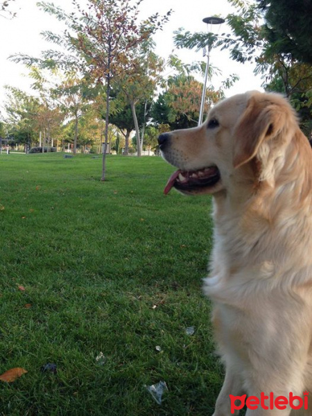 Golden Retriever, Köpek  Coni fotoğrafı